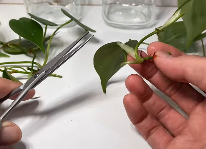 Person cutting stems off a philodendron 