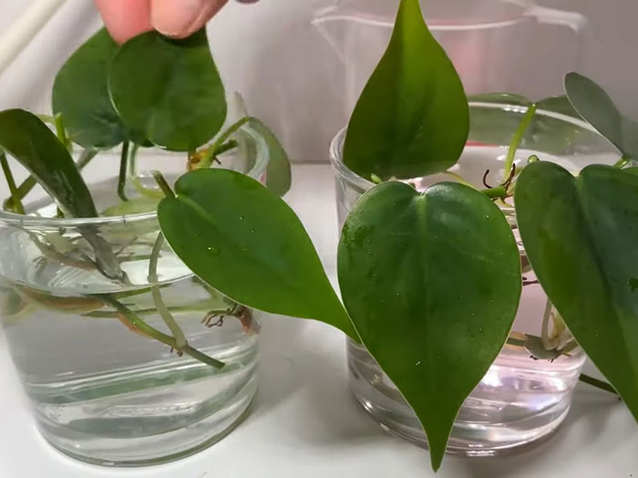 Two stems of philodendron in water jars