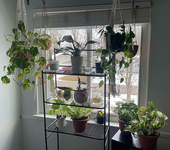 Multiple philodendron in house over winter