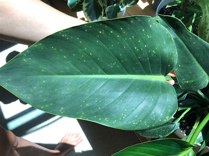 Bacterial Blight on a Philodendron leaf