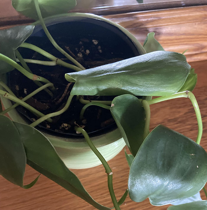 Curled down Philodendron leaves 