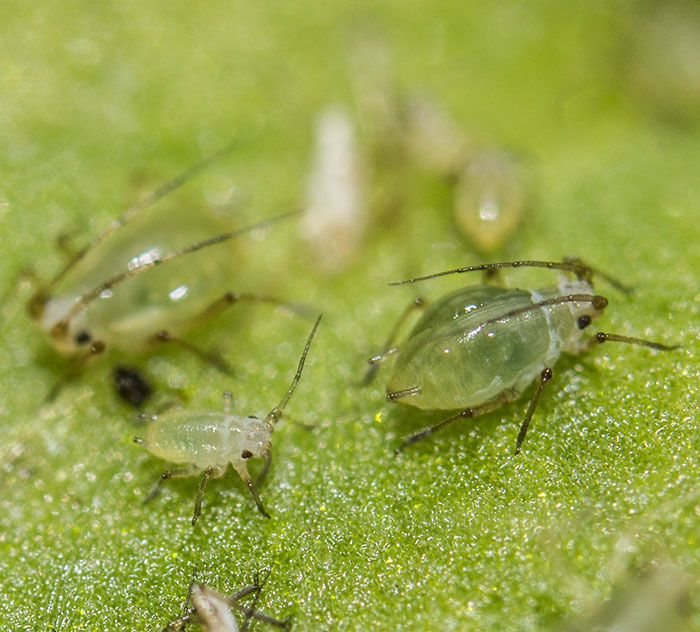 Multiple aphids on a leaf 