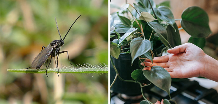 Dark-winged Fungus Gnat and a philodendron flower