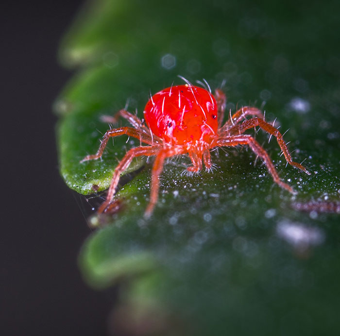 Close-up Photography of Red Spider Mites