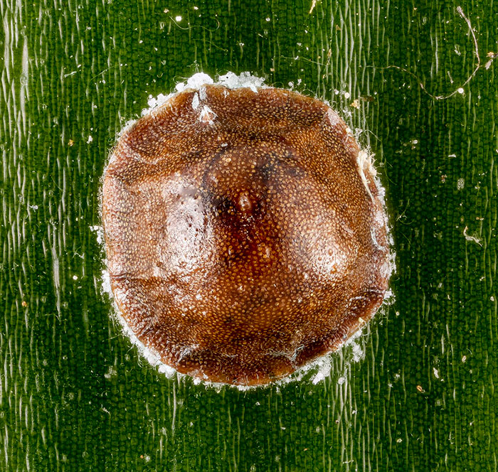 Close-up scale insect on a leaf
