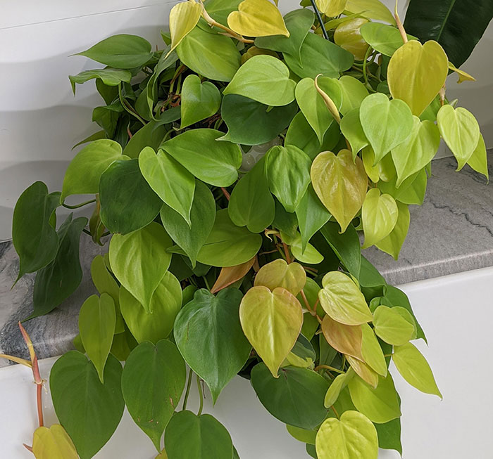 Lemon and lime Philodendron in a hanging pot