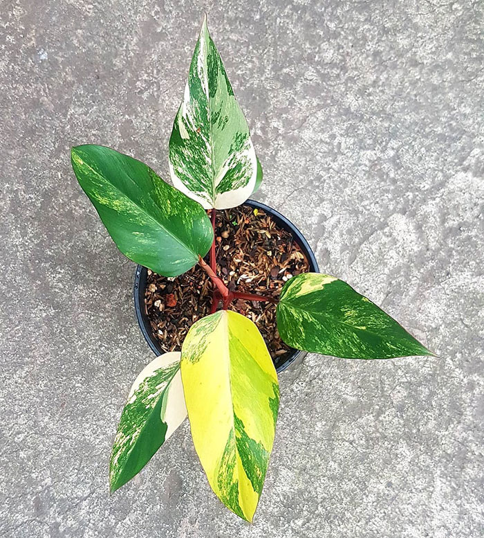 Philodendron Erubescens in a pot on the ground 
