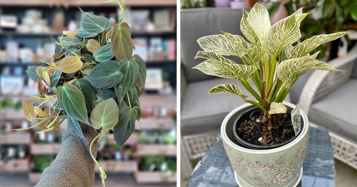 Philodendron Indoor Plant Care 101: Proven Tips To Achieve Success