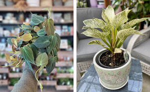 Philodendron Indoor Plant Care 101: Proven Tips To Achieve Success