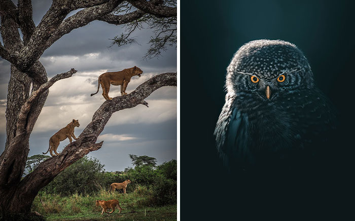The EISA Maestro Awards 2023: Explore The Beauty Of “The Animal Kingdom” Through 29 Captivating Photos