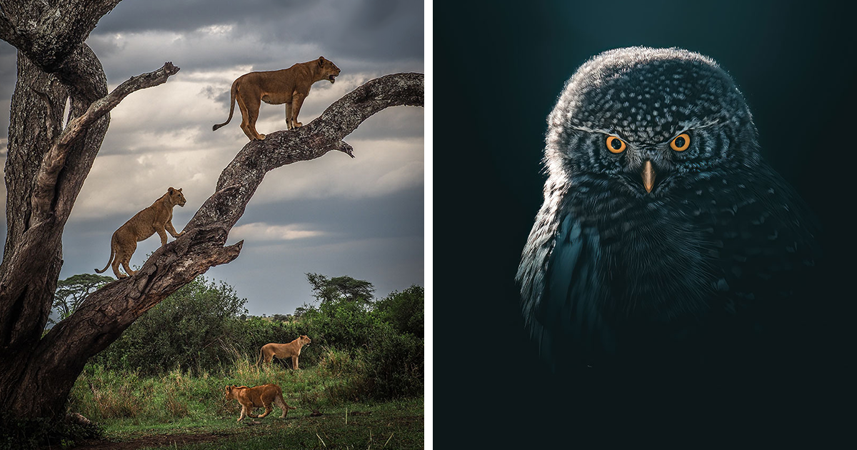 The 2023 EISA Maestro Awards Has Revealed Its Winners In "The Animal Kingdom" Theme (29 Pics) - Vimarsana News
