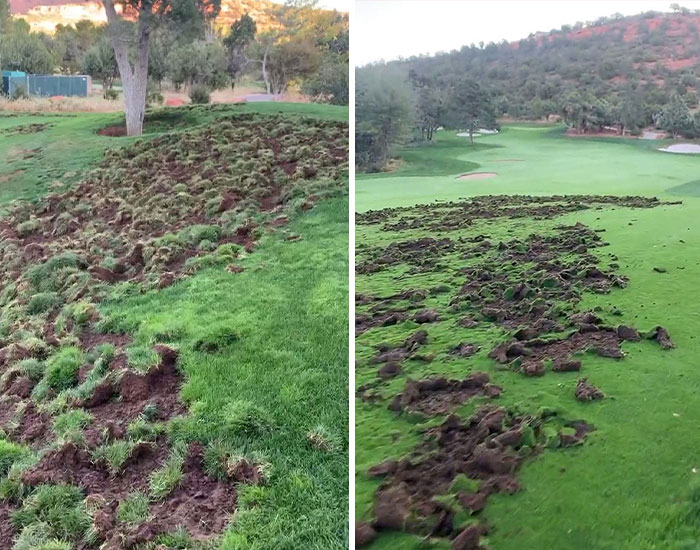 Javelinas Have No Mercy On A Golf Course In Arizona And Folks Online Are Cheering Them On
