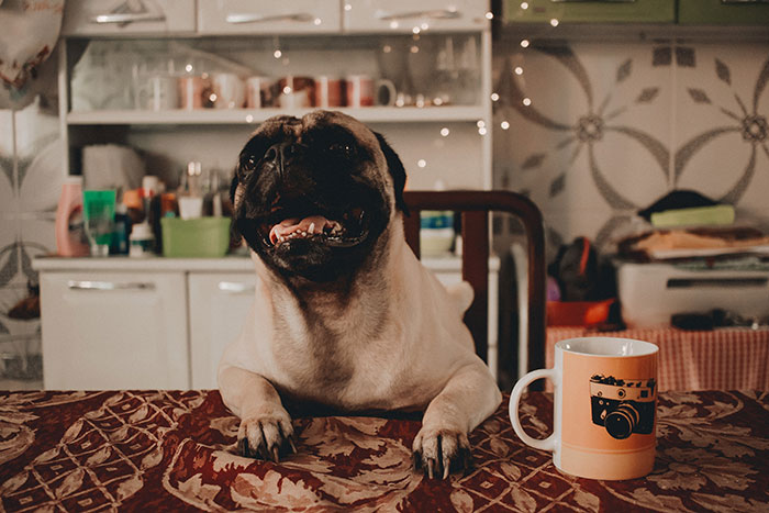 Fawn Pug Lean on the Table Near White Mug 