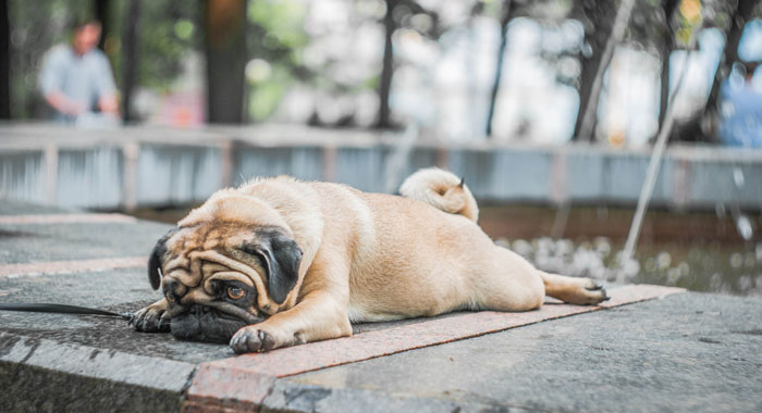 Pug Puppies: The Ultimate Guide to Adopting and Caring a Pug