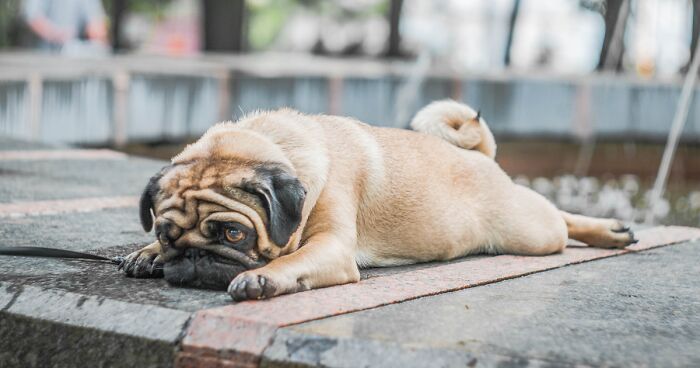 Pug Puppies: The Ultimate Guide to Adopting and Caring a Pug