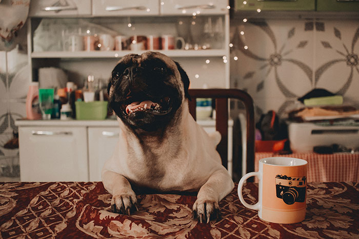 Fawn Pug Lean on the Table Near White Mug Fawn Pug Lean on the Table Near White Mug
