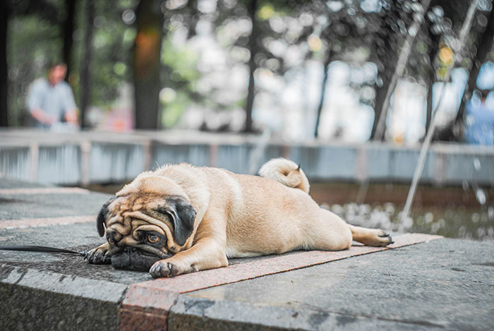 Fawn Pug Lying on Concrete Surface Fawn Pug Lying on Concrete Surface