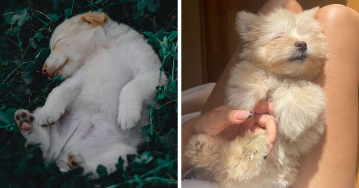 Why Is Your Puppy Breathing Fast While Sleeping: Vet Tech Overview