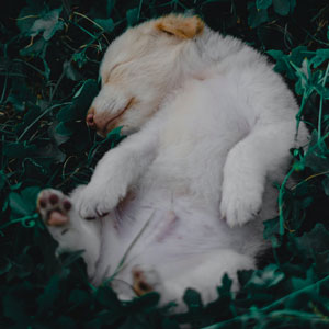Why Is Your Puppy Breathing Fast While Sleeping: Vet Tech Overview