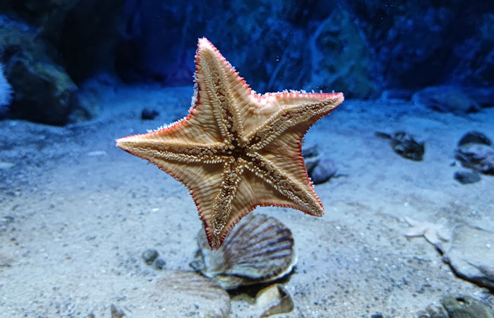 Scientists Discover “Very Weird” Truth About Starfish Heads, Solving Centuries-Old Mystery Scientists Discover “Very Weird” Truth About Starfish Heads, Solving Centuries-Old Mystery