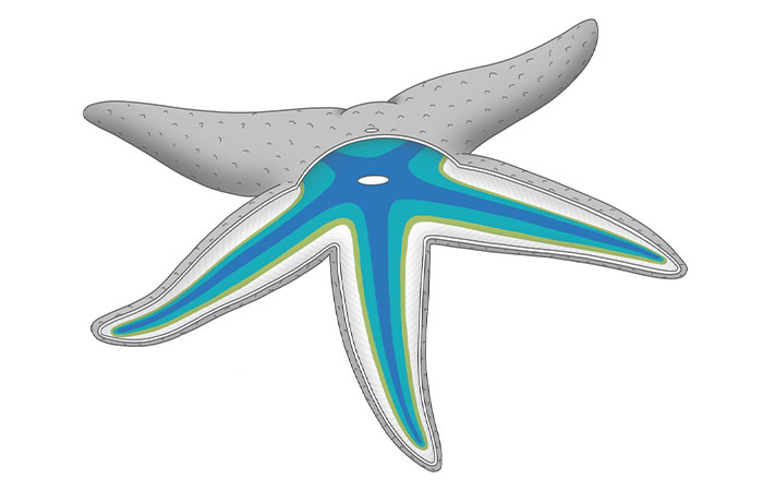 Scientists Discover “Very Weird” Truth About Starfish Heads, Solving Centuries-Old Mystery Scientists Discover “Very Weird” Truth About Starfish Heads, Solving Centuries-Old Mystery