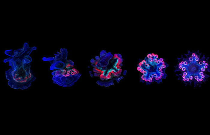 Scientists Discover “Very Weird” Truth About Starfish Heads, Solving Centuries-Old Mystery Scientists Discover “Very Weird” Truth About Starfish Heads, Solving Centuries-Old Mystery