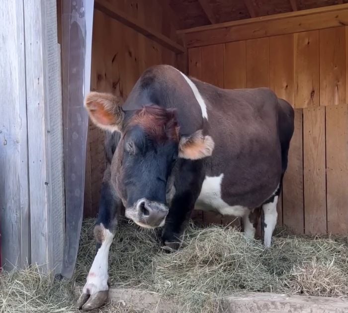 This Blind Cow Can’t Stop Cuddling With The People Who Rescued Her From A Dairy Farm