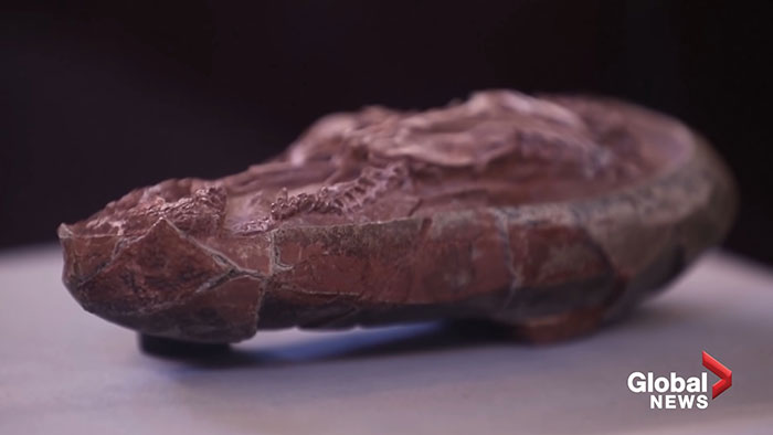 Scientists Unveil “Most Complete Dinosaur Embryo Ever,” Solving Mysteries About Species Growth