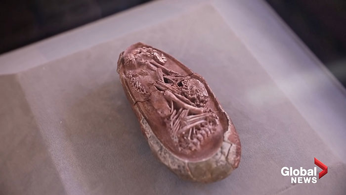 Scientists Unveil “Most Complete Dinosaur Embryo Ever,” Solving Mysteries About Species Growth Scientists Unveil “Most Complete Dinosaur Embryo Ever,” Solving Mysteries About Species Growth