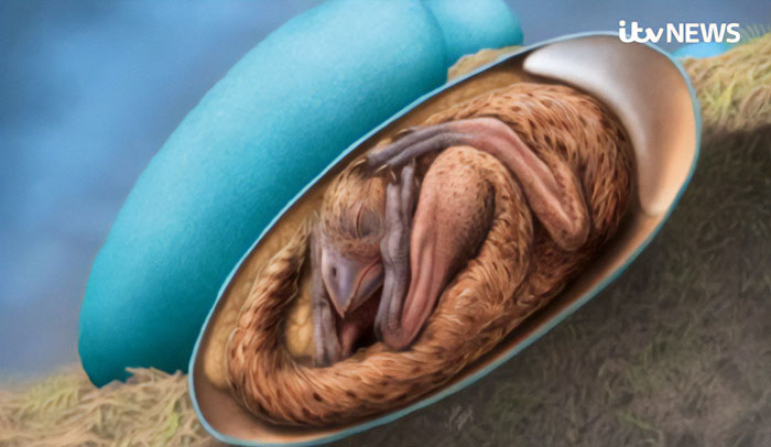 Scientists Unveil “Most Complete Dinosaur Embryo Ever,” Solving Mysteries About Species Growth Scientists Unveil “Most Complete Dinosaur Embryo Ever,” Solving Mysteries About Species Growth