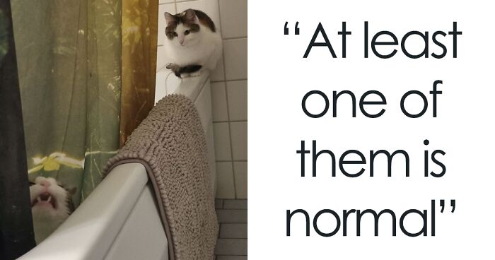 50 ‘Scrungy’ Cats That Were Caught Off Guard