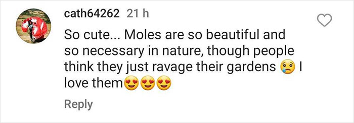 “Brilliant Work”: Shimmering Mole Rediscovered Nearly 100 Years After It Was Presumed Extinct “Brilliant Work”: Shimmering Mole Rediscovered Nearly 100 Years After It Was Presumed Extinct