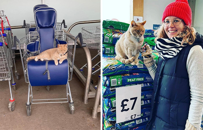 Yorkshire Tesco Cat Ban Backfires As People Threaten To Stop Shopping There If Cat Is Not Reinstated