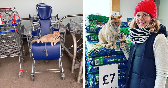 Yorkshire Tesco Cat Ban Backfires As People Threaten To Stop Shopping There If Cat Is Not Reinstated