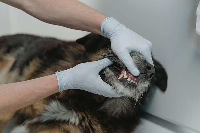 A person looking at a dogs teeth.