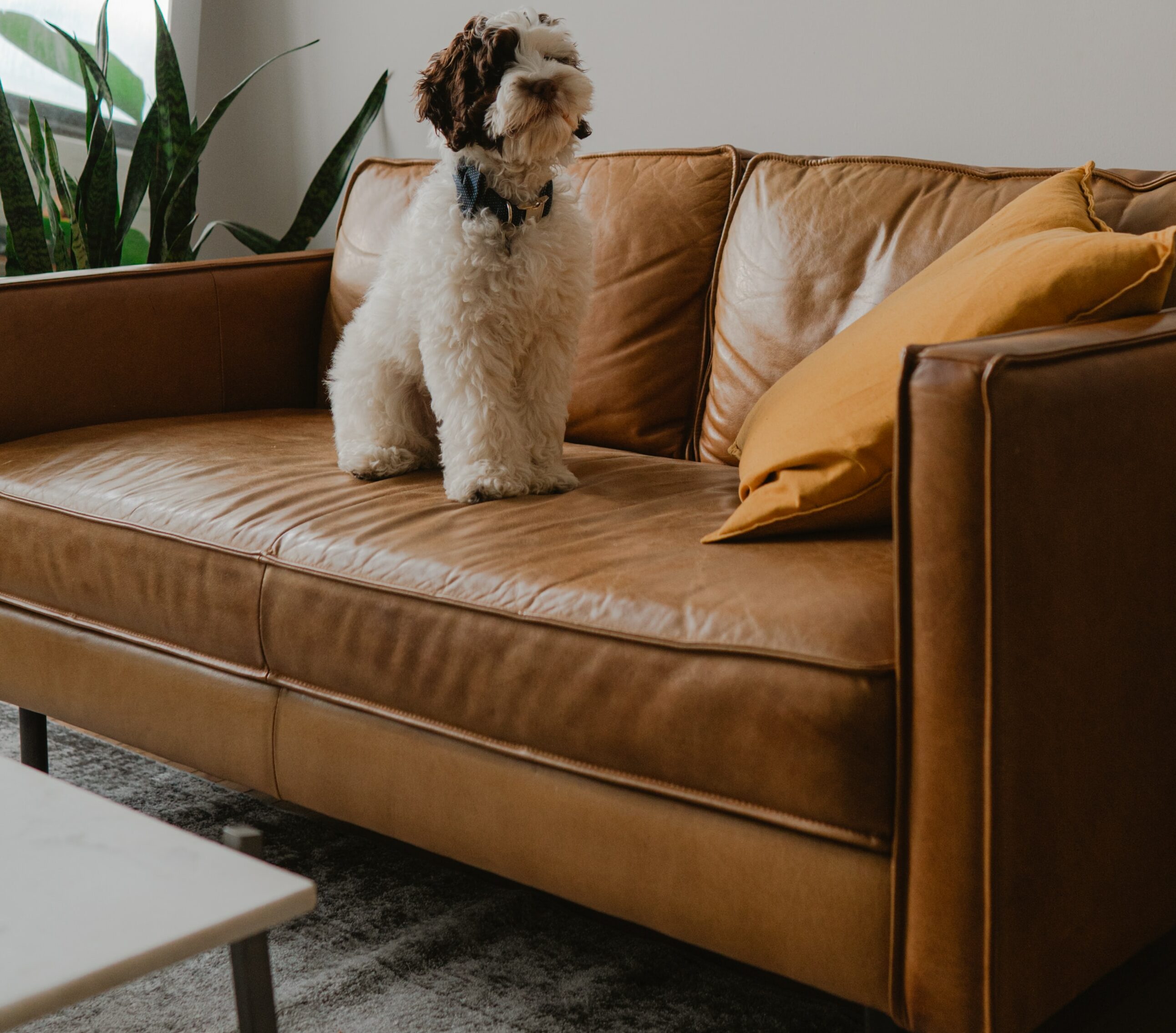 picture of a small leather couch with dog on it