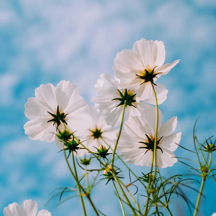 White flower, blue sky as a background 