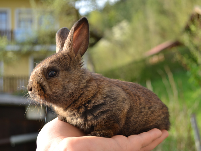 A person holding brown little bunny 