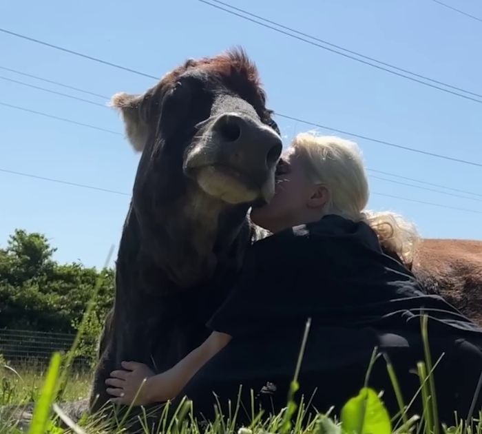 This Blind Cow Can’t Stop Cuddling With The People Who Rescued Her From A Dairy Farm