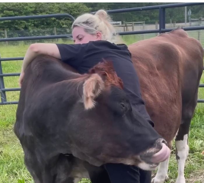 This Blind Cow Can’t Stop Cuddling With The People Who Rescued Her From A Dairy Farm