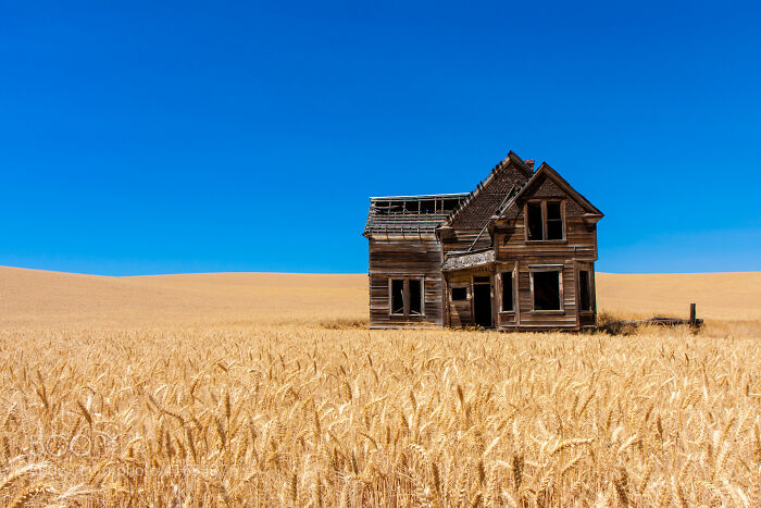 An Abandoned Home Surrounded By Wheat Fields, Oregon