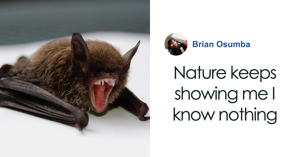 These Bats’ Tools Are Too Big To Reproduce Like Other Mammals
