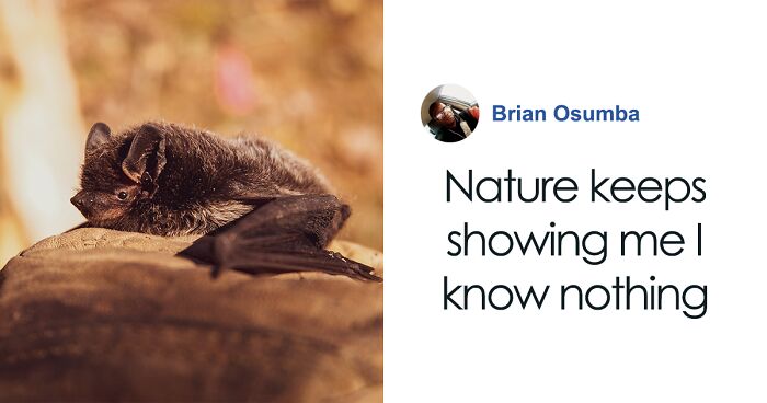 These Bats’ Tools Are Too Big To Reproduce Like Other Mammals ...