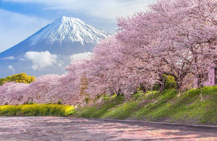 Sakuras With Mount Fuji In The Background