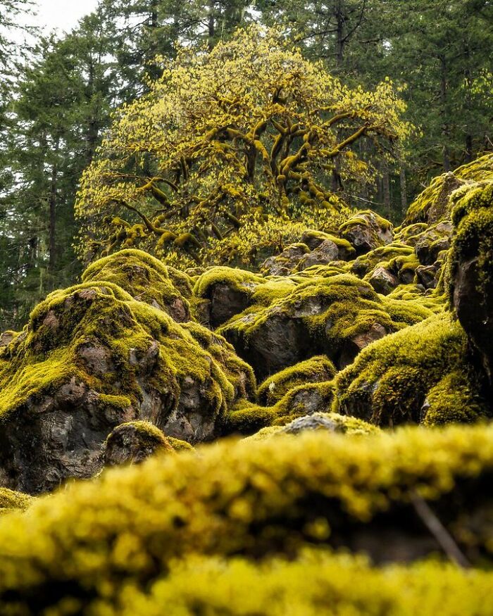 Moss Moss Everywhere. Olympic National Forest, Washington