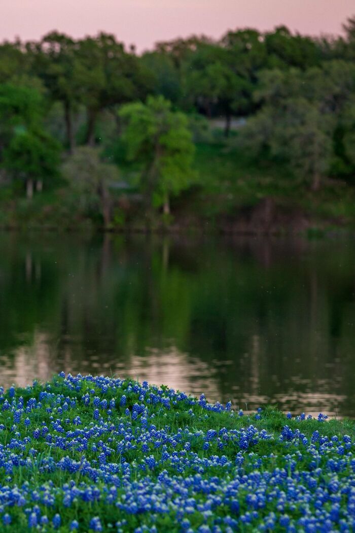 A Field Of Bluebonnets A Little After Sunset - Yesterday In Austin Texas