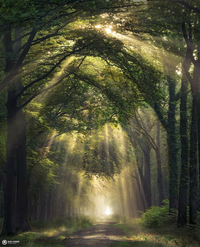 Overture, Looking Forward To Shoot During Spring Again, Breda, The Netherlands