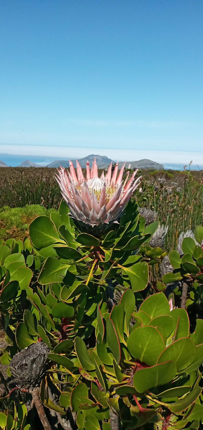 King Protea, Cape Town