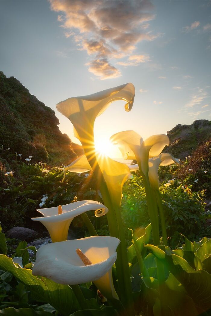 Calla Lilly Flowers Of Big Sur, California