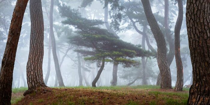 Korean Fairy Tale Forest, Gongju, South Korea